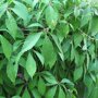 Parthenocissus quinquefolia 'Engelmannii'